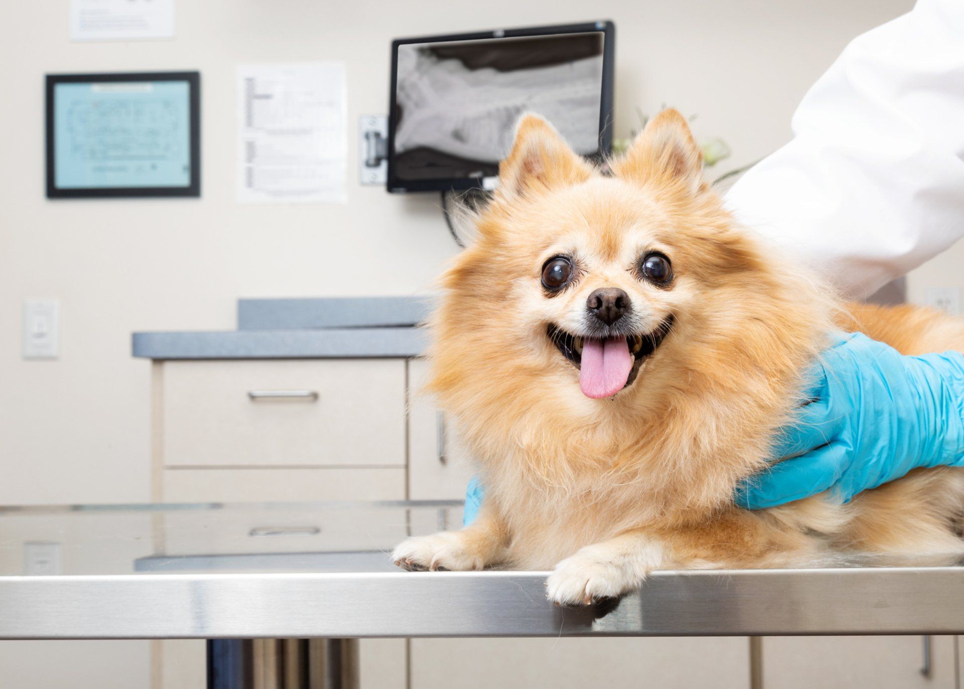 A dog at our animal hospital near Lynnwood, WA — Shoreline, WA — Angel Pet Hospital LLC