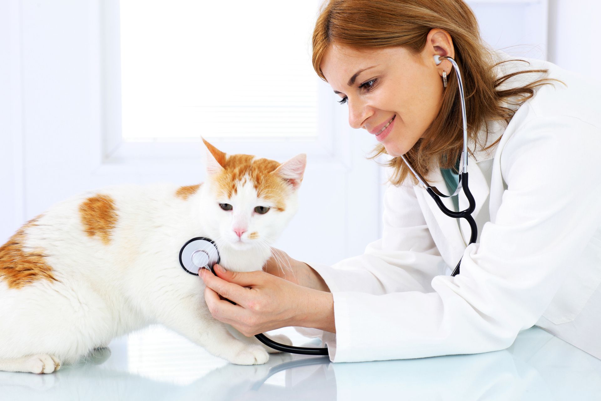 Female veterinarian robe checks an orange and white cat, showcasing animal hospital services.