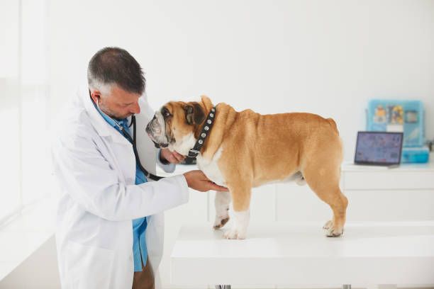 A veterinarian listening to the chest of a dog.