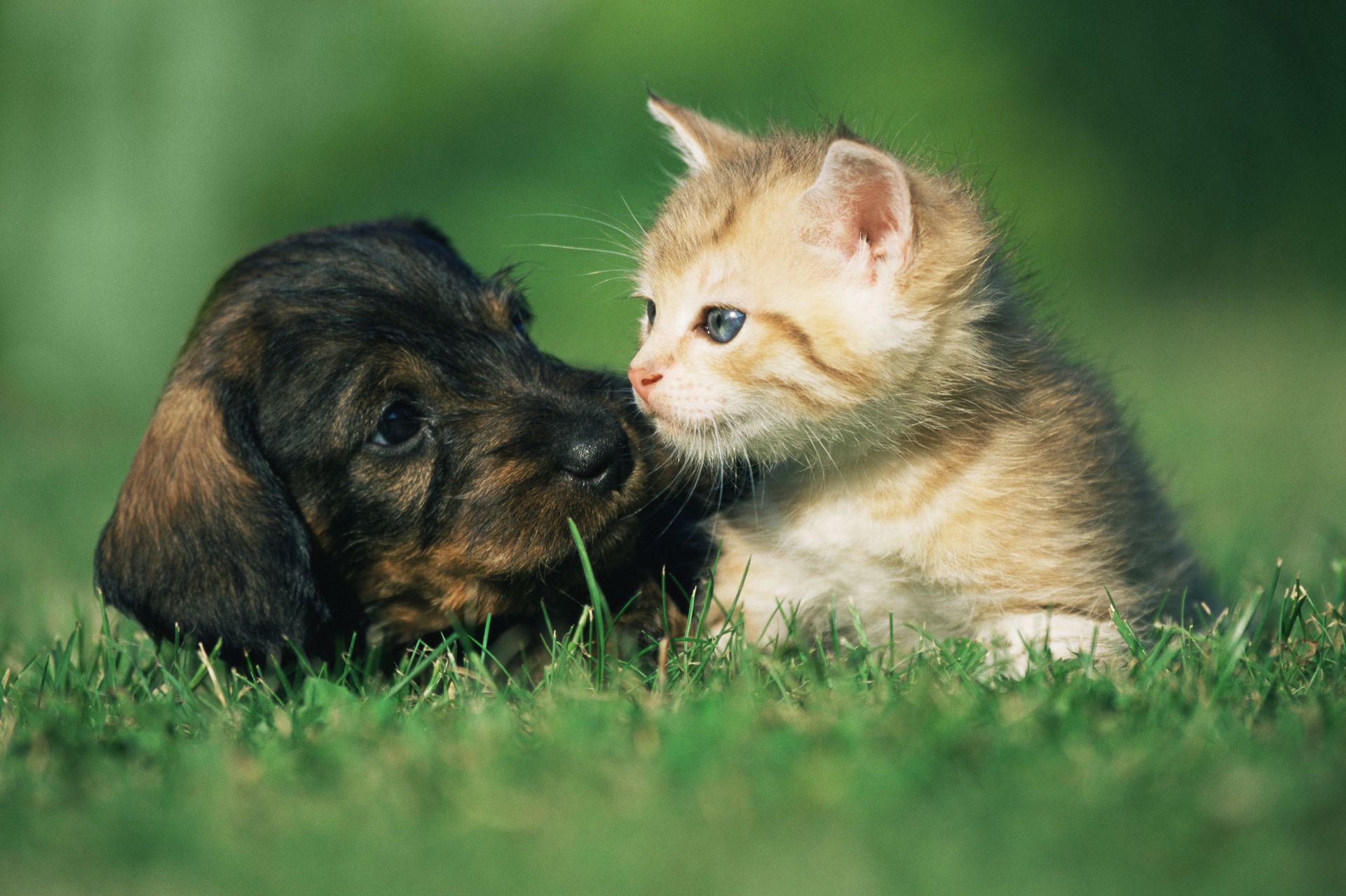 a puppy and a kitten are sitting next to each other in the grass . | Edmonds, WA | Angel Pet Hospital