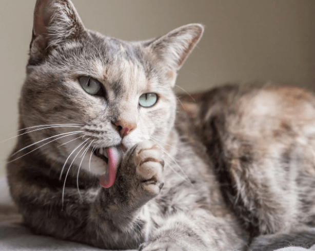 Beautiful Cat — Edmonds, WA — Angel Pet Hospital