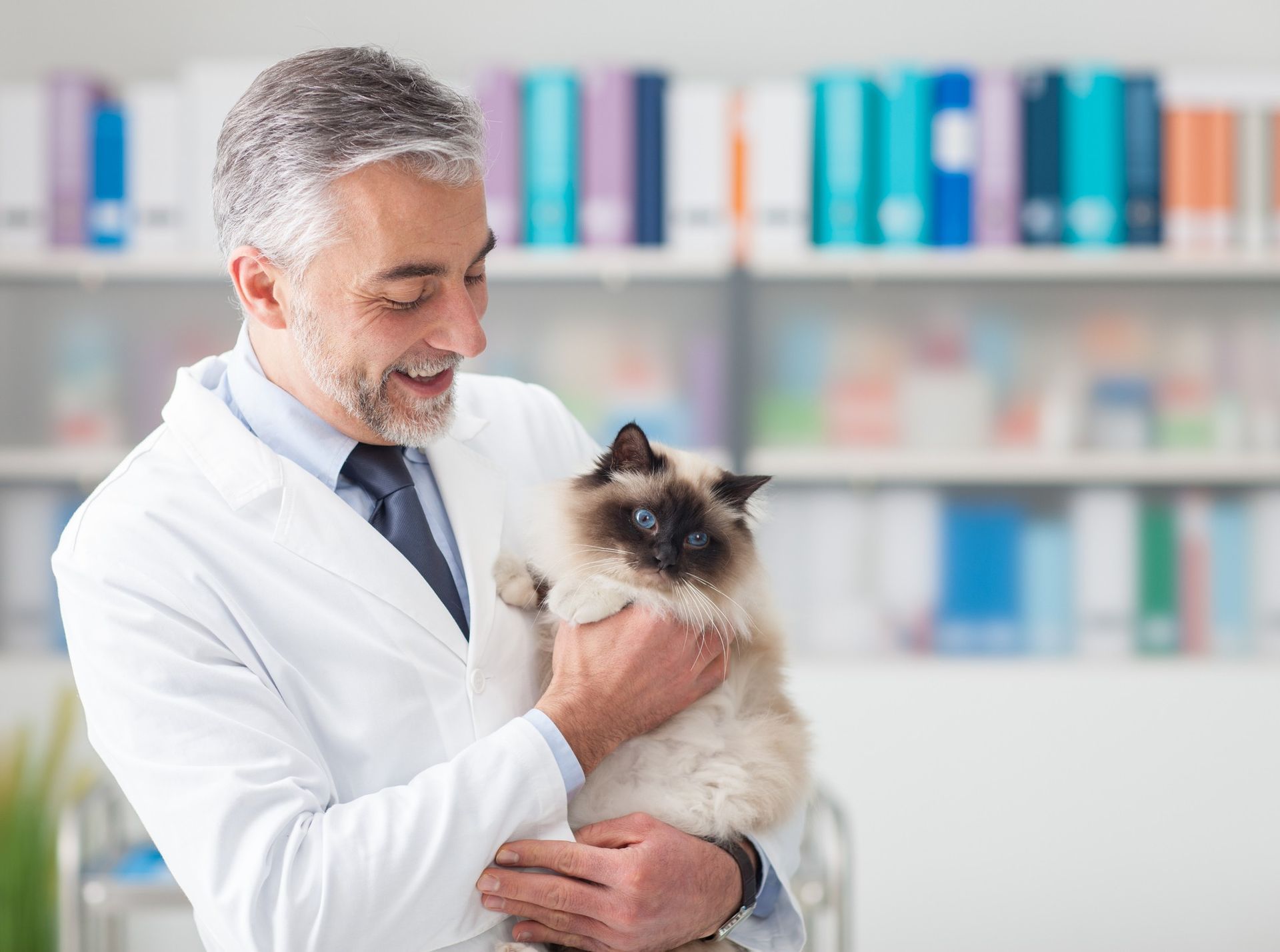 Veterinarian Bothell Wa: Person holding a cat in Whitesboro, TX at Bothell Wa business