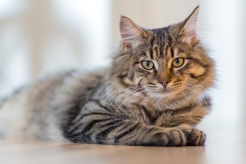 Fur Loss Relaxed Striped Cat — Edmonds, WA — Angel Pet Hospital