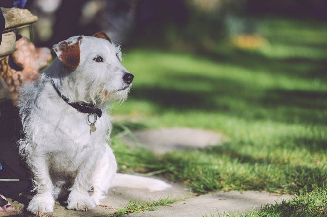 Pet Health Care — White Dog in Edmonds, WA