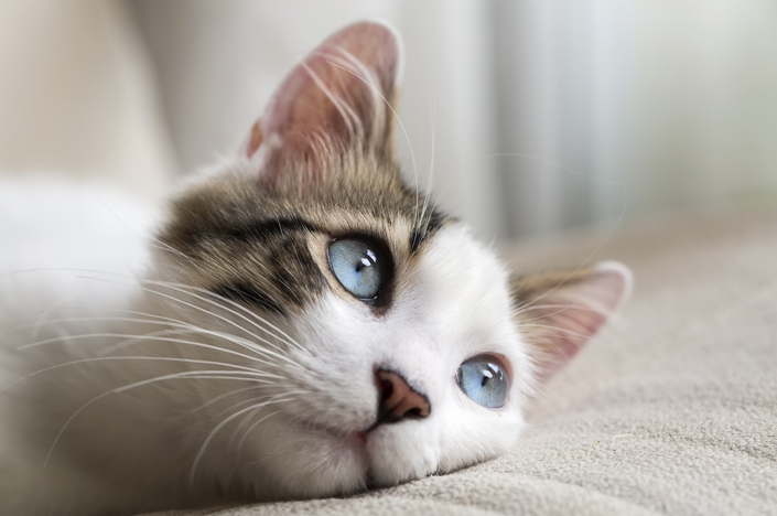 Blue Eyed Cat — Shoreline, WA — Angel Pet Hospital LLC