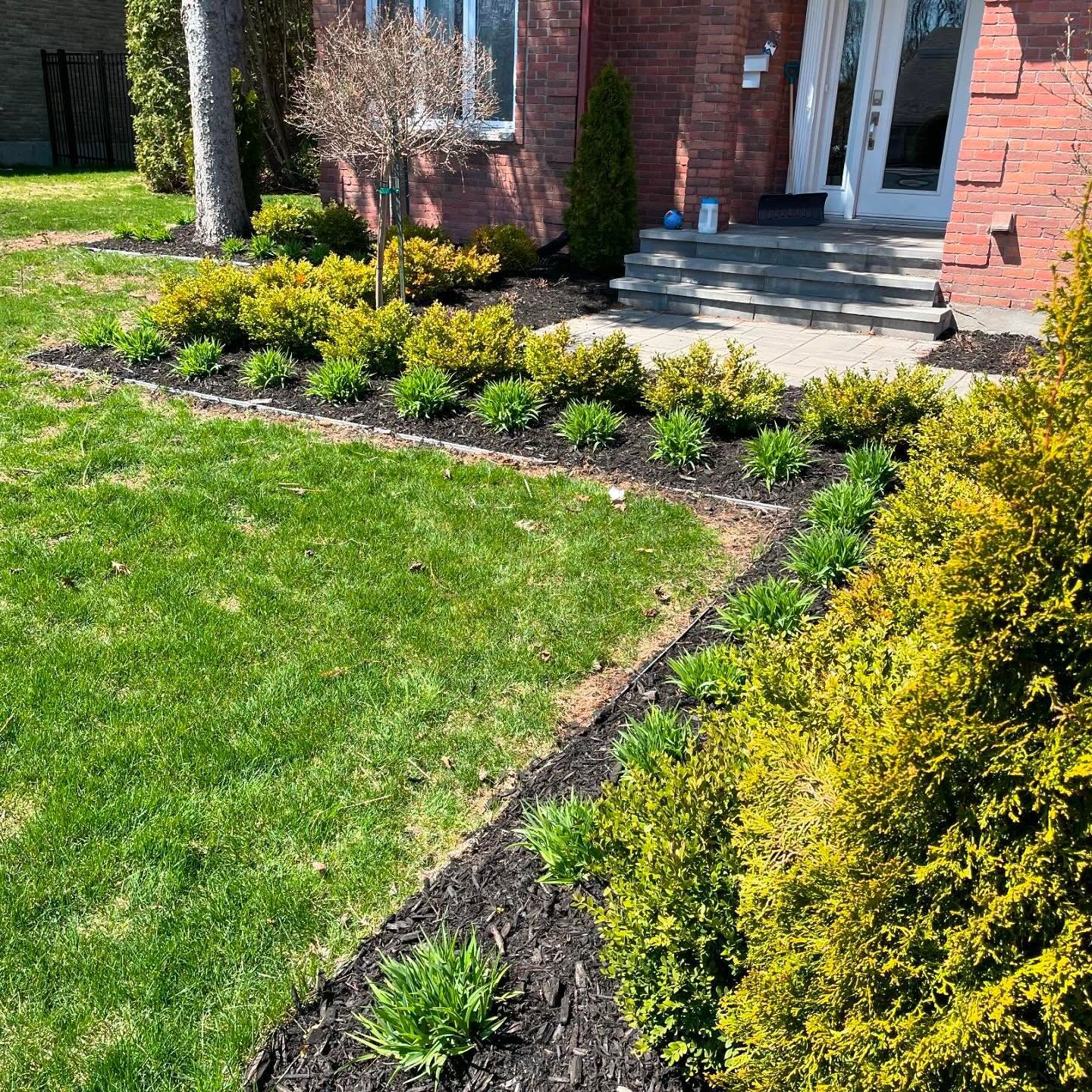 Cour avant avec pelouse verte, arbustes jaunes et entrée de maison en briques avec marches et porte blanche