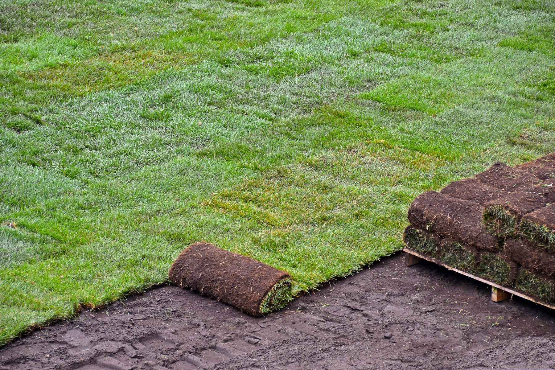 fresh sod installation