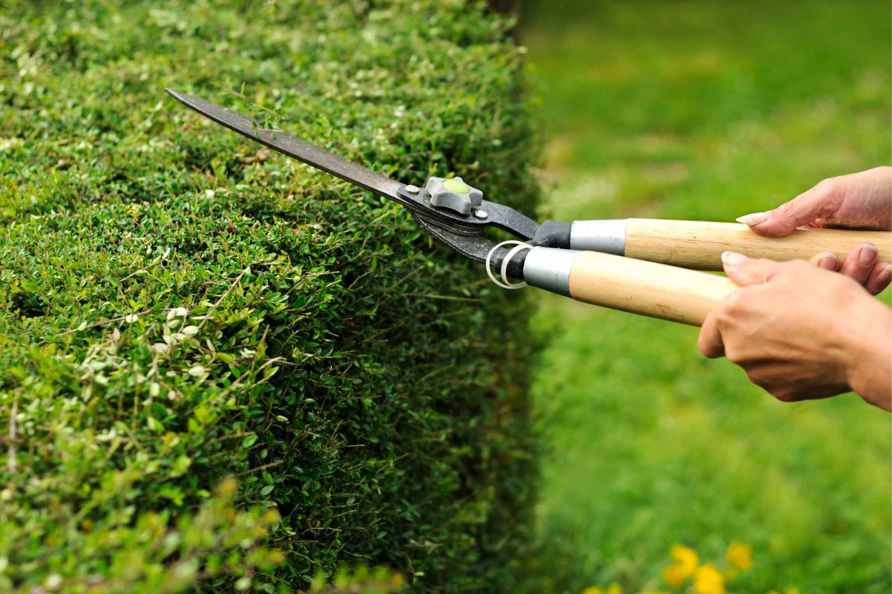 hedge cutting