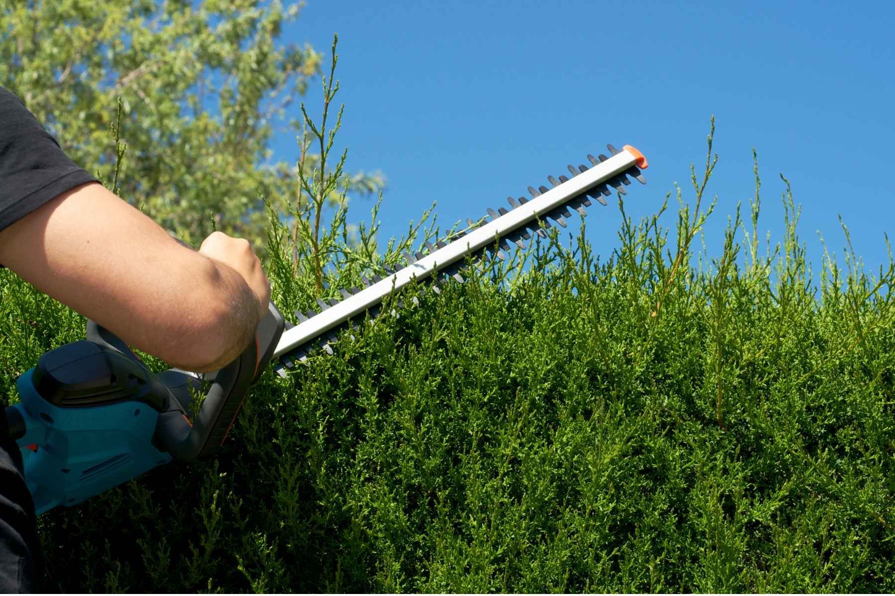 hedge cutting