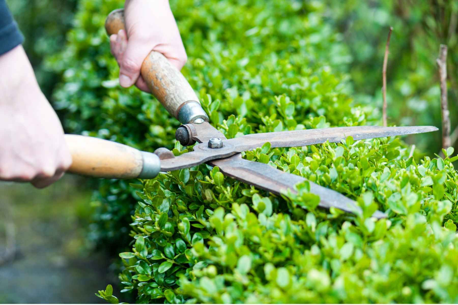 hedge trimming contractor
