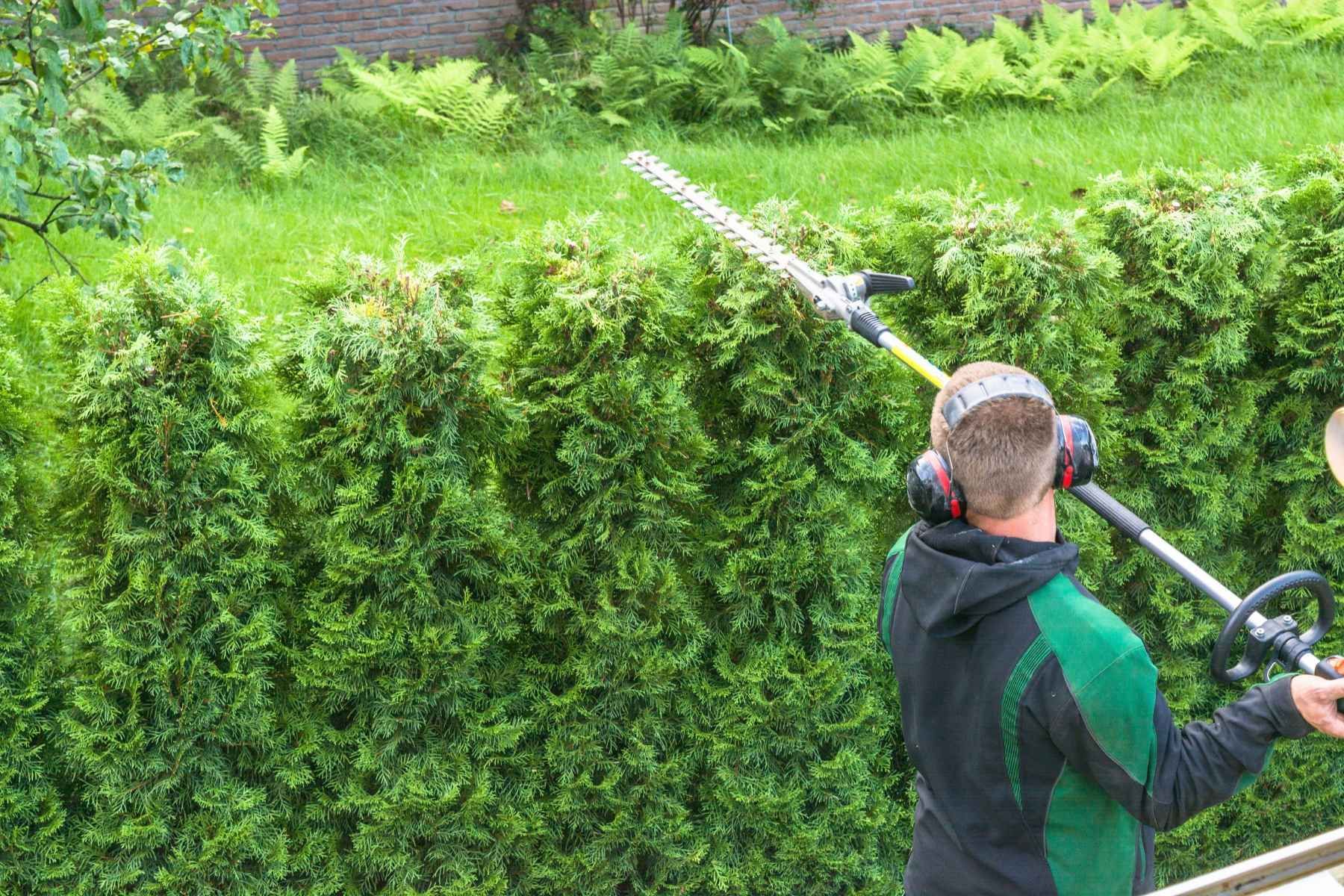 hedge trimming