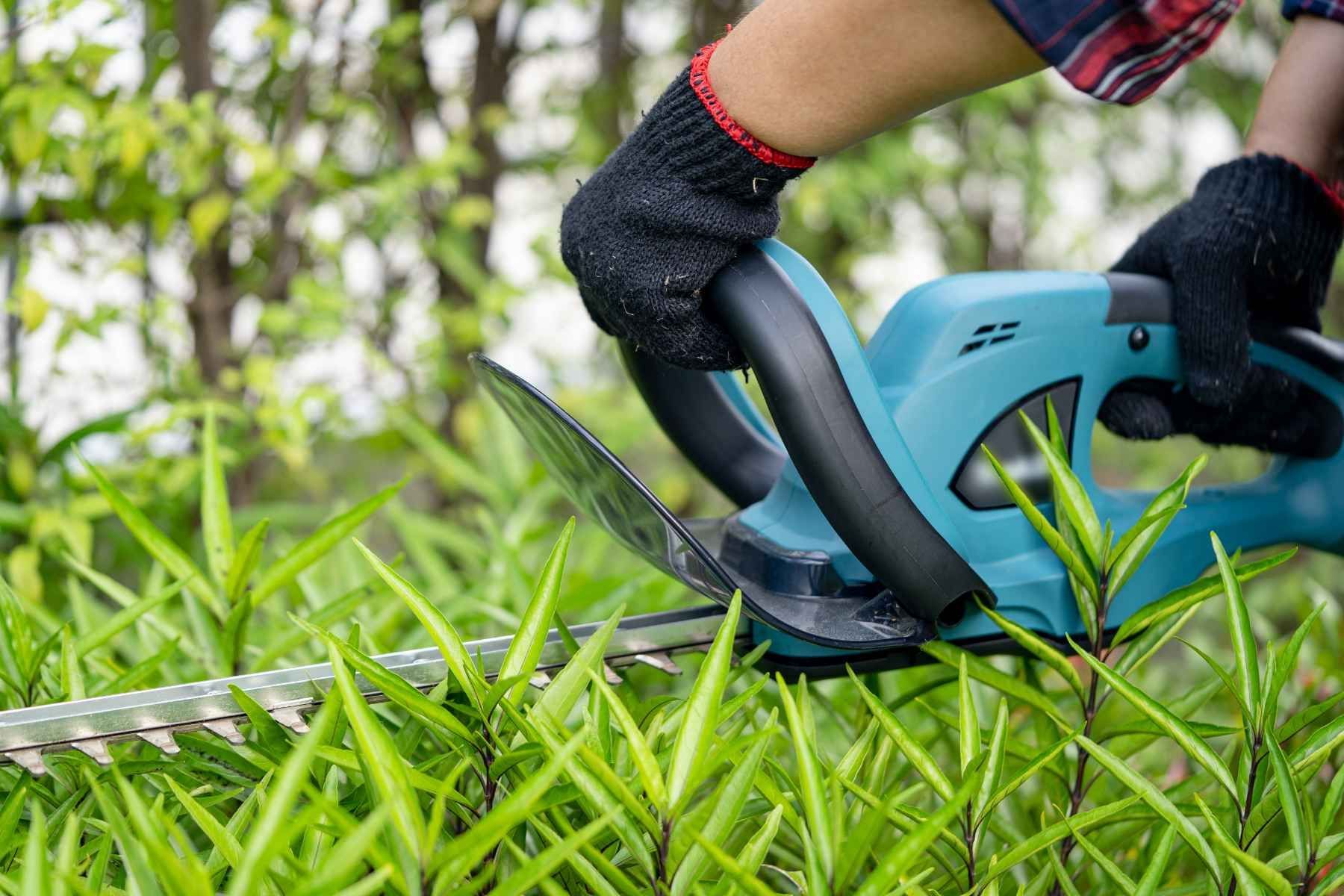 hedge trimming
