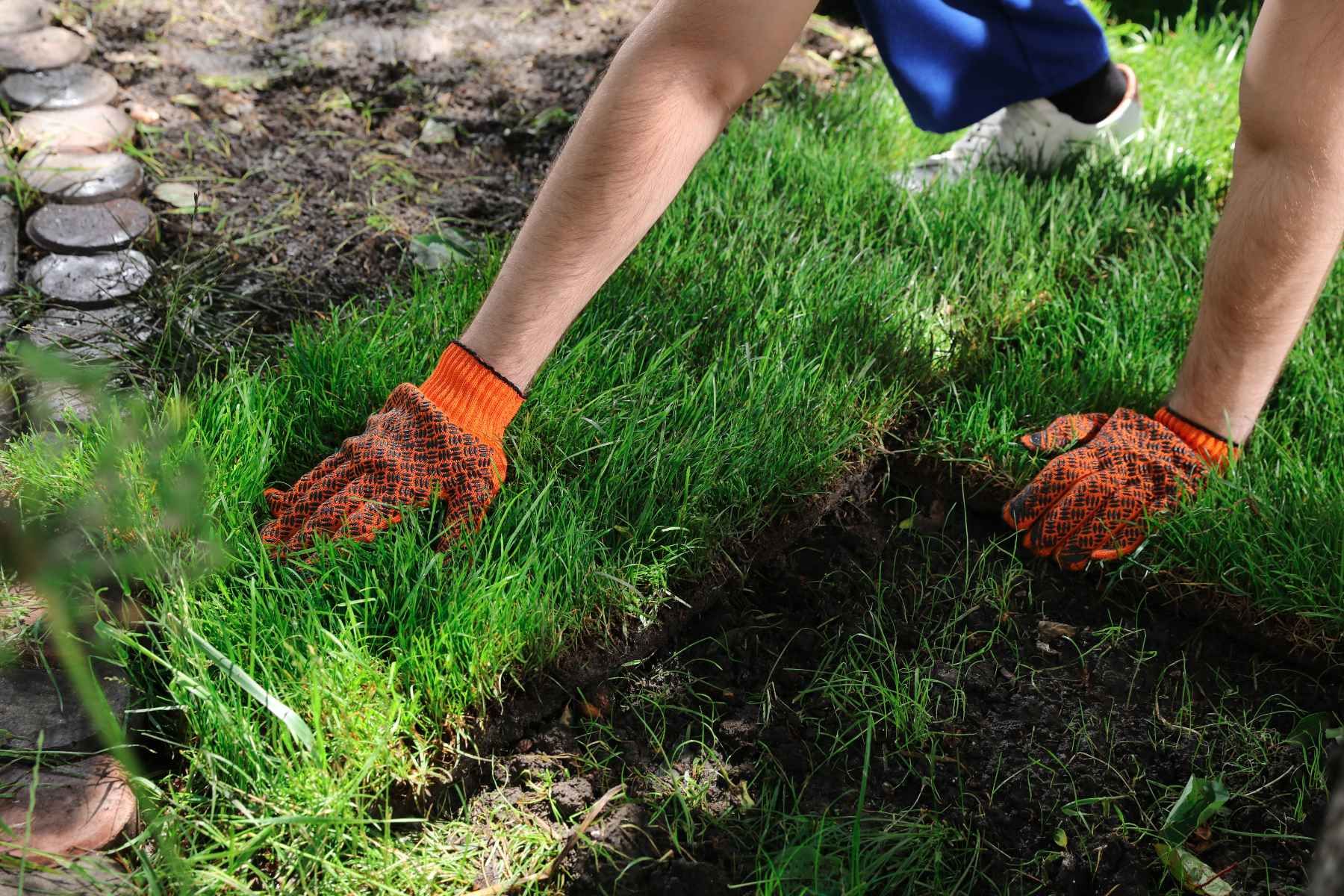sod installation