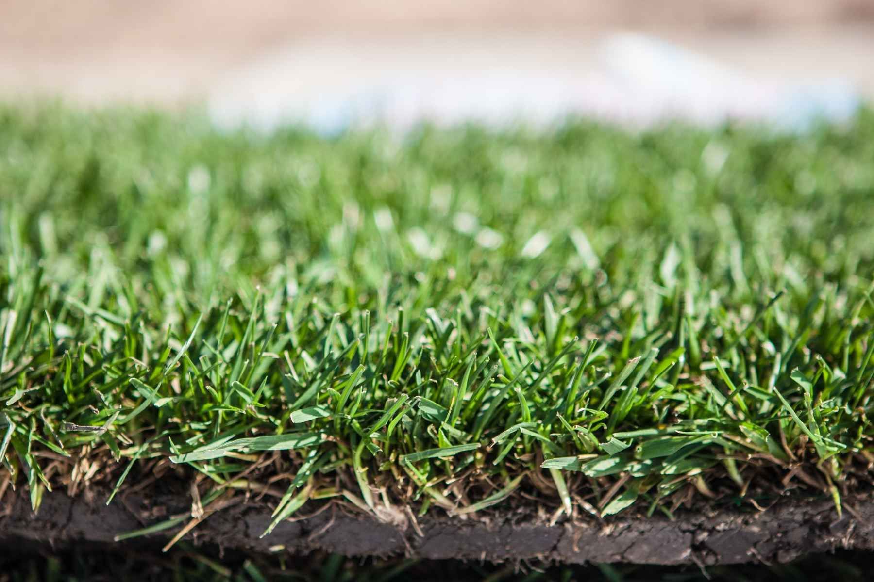 sod installation