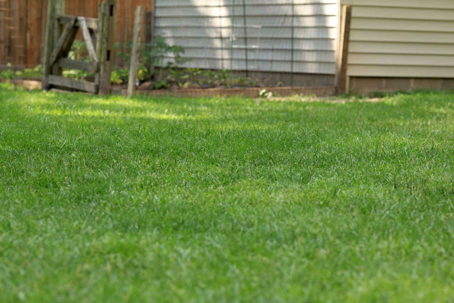 Sod Installation
