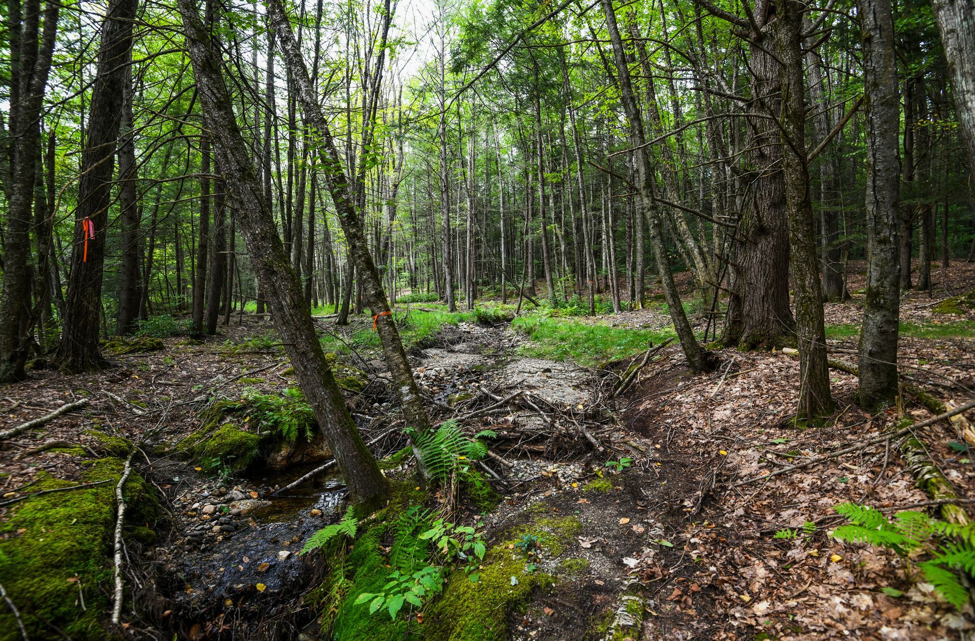 A stream running through a lush green forest with trees and moss.