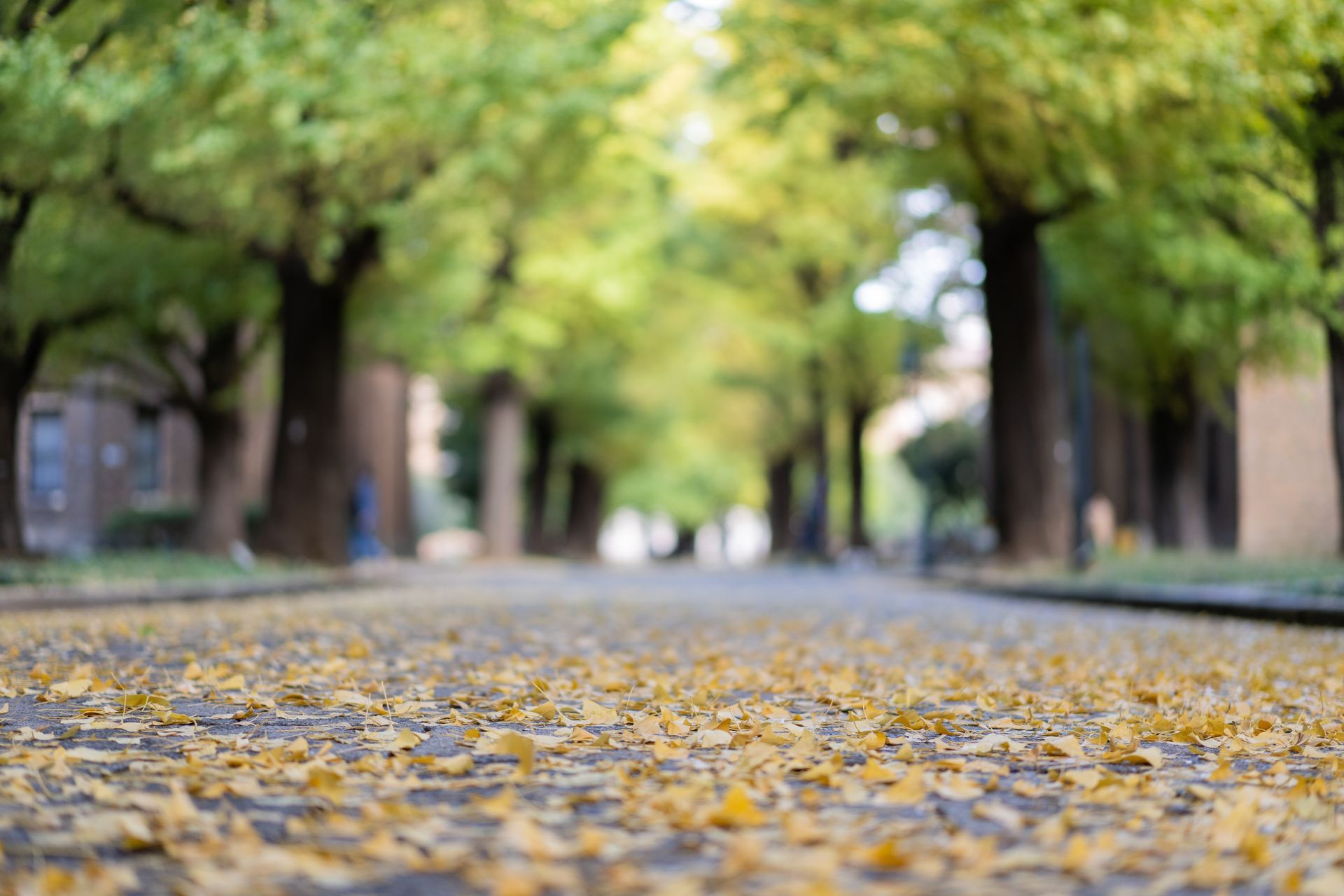 A low-angle view of a path covered in fallen golden ginkgo leaves, framed by blurred trees lining an autumn walkway.