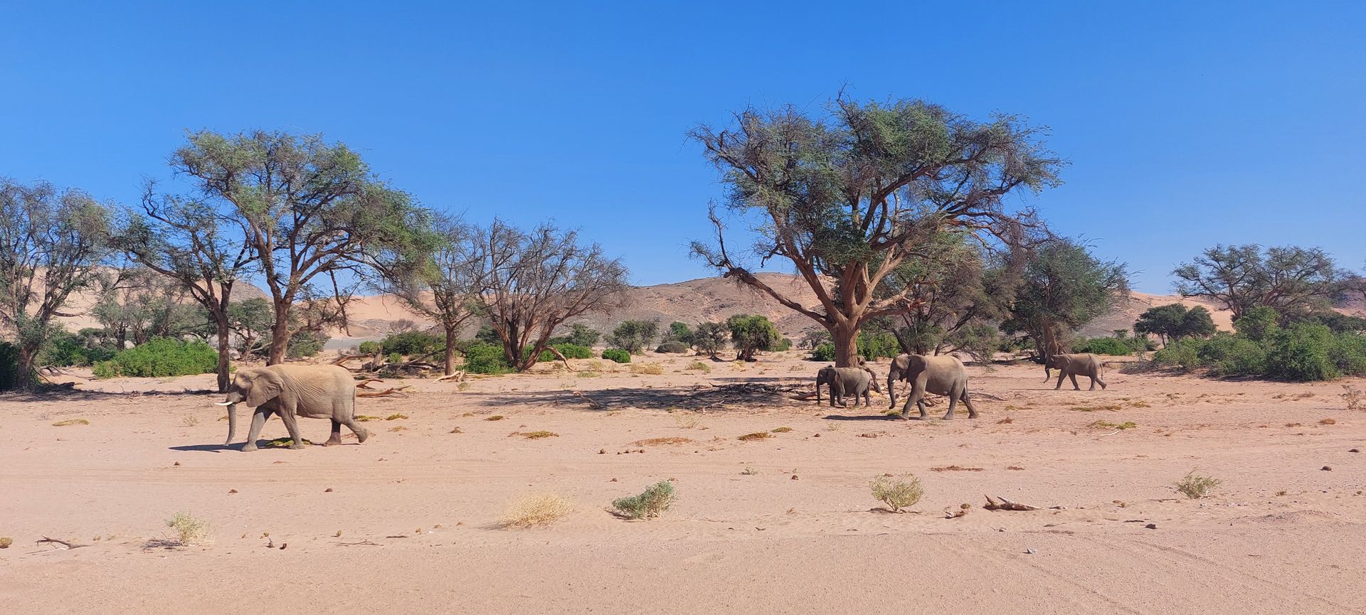 Huab River - Wüstenelefanten