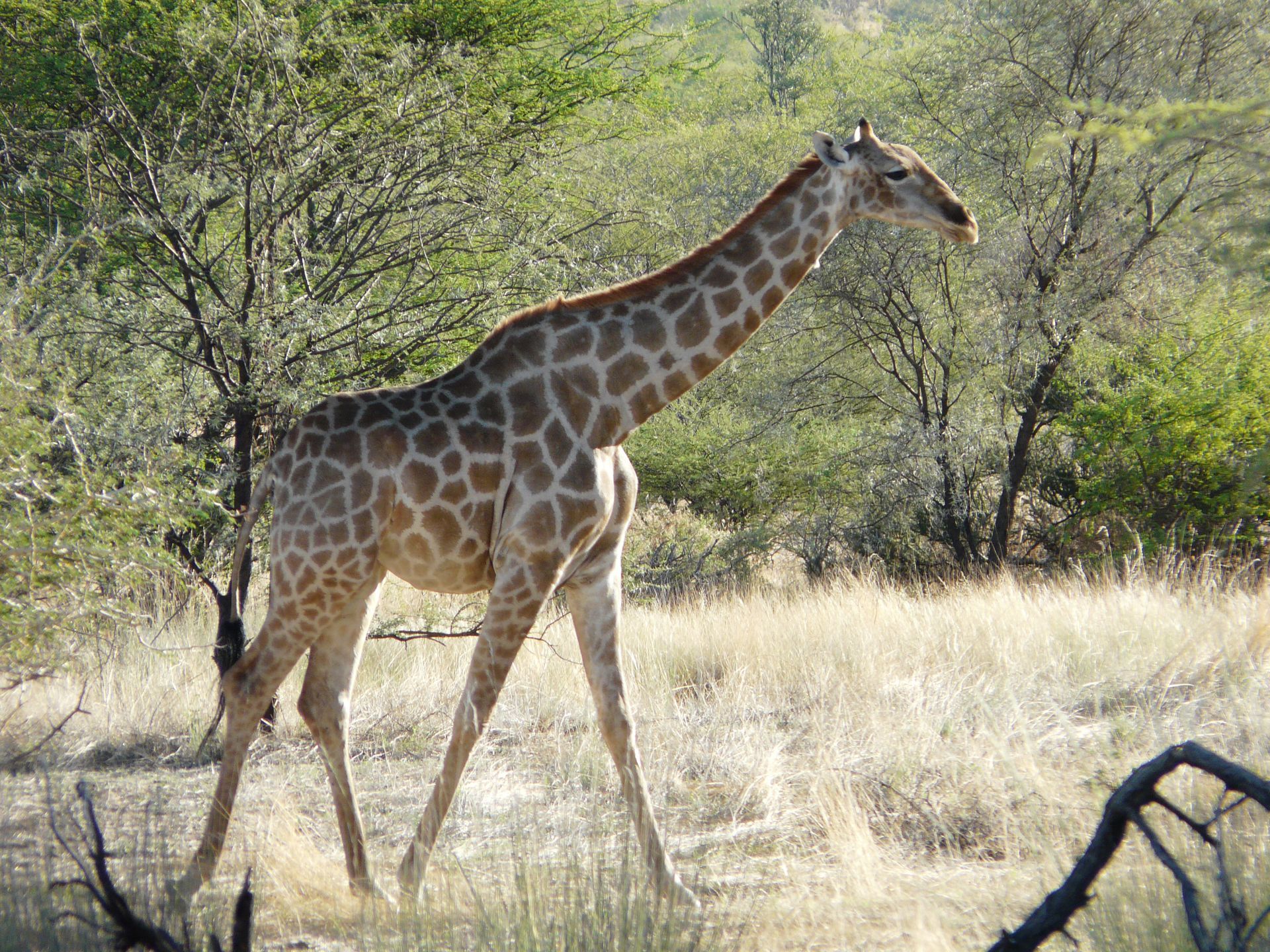 Giraffe direkt nebenan