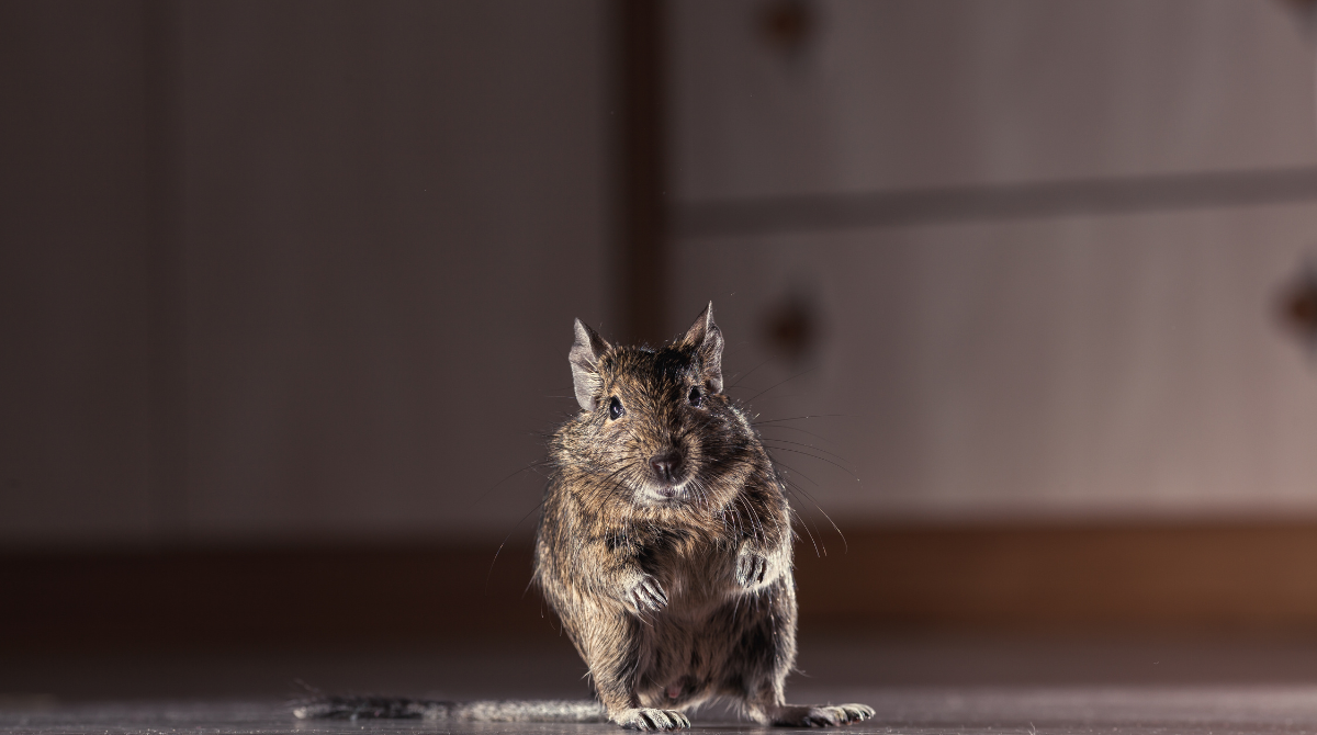 What are the signs that you need rodent proofing services? | Paragon Pest
