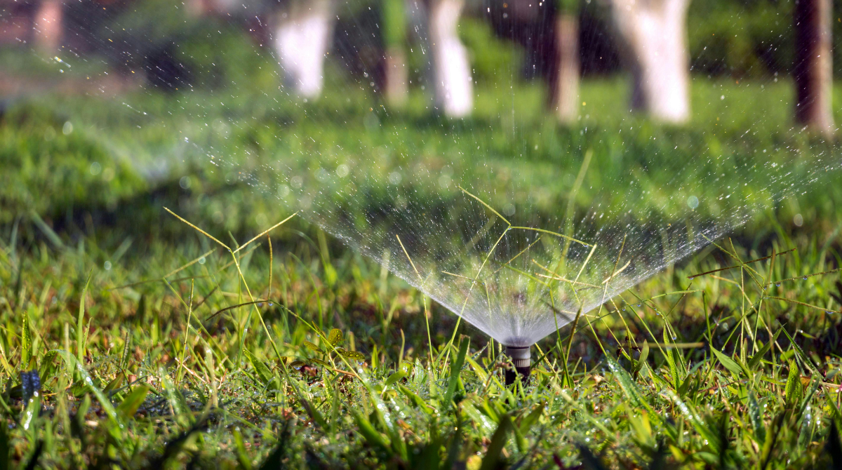 How to Prevent Pests and Diseases from Harming my Lawn? | Paragon Pest Control