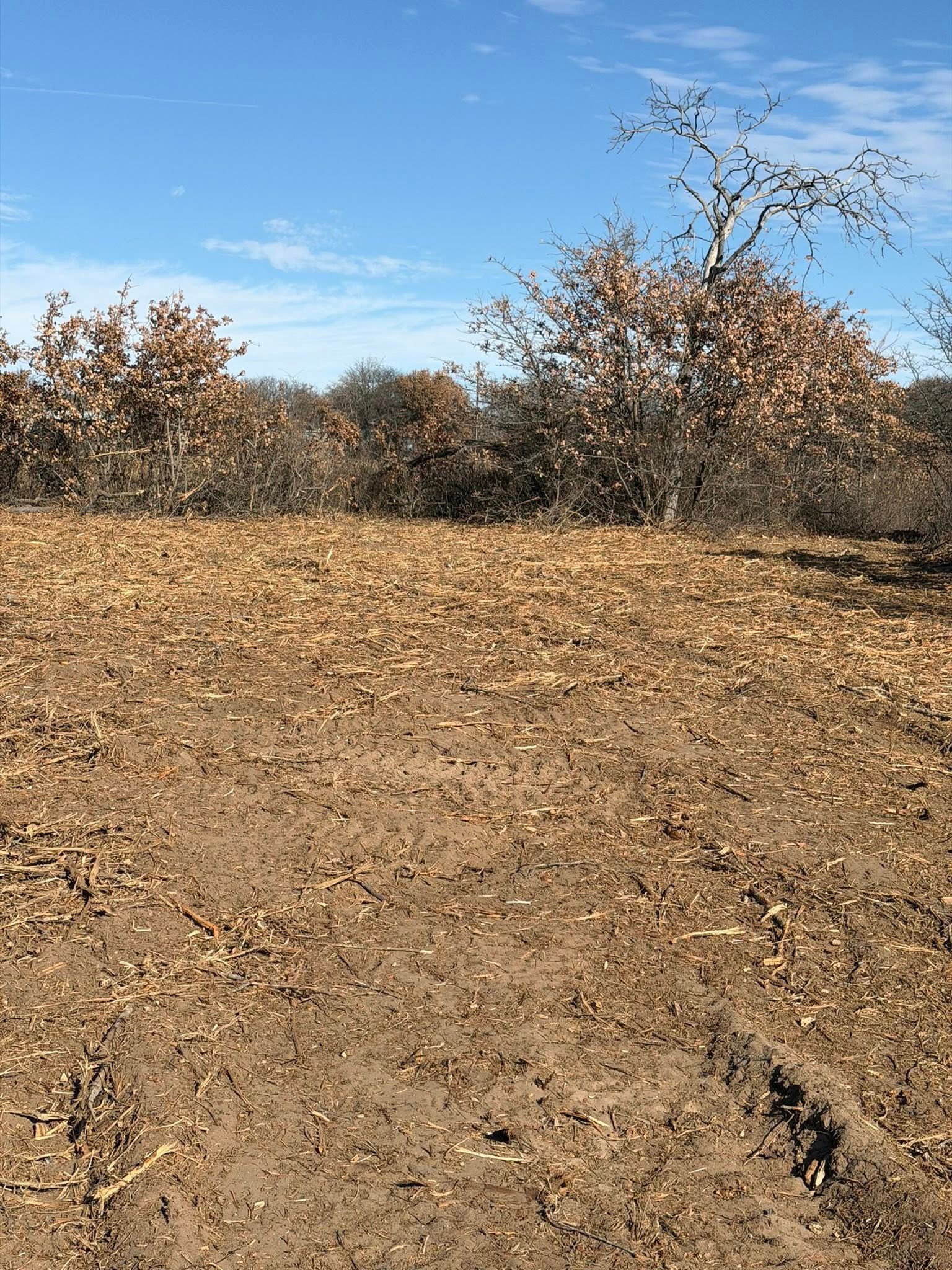 Brown leaves cover dirt ground, small trees with tan leaves under blue sky.