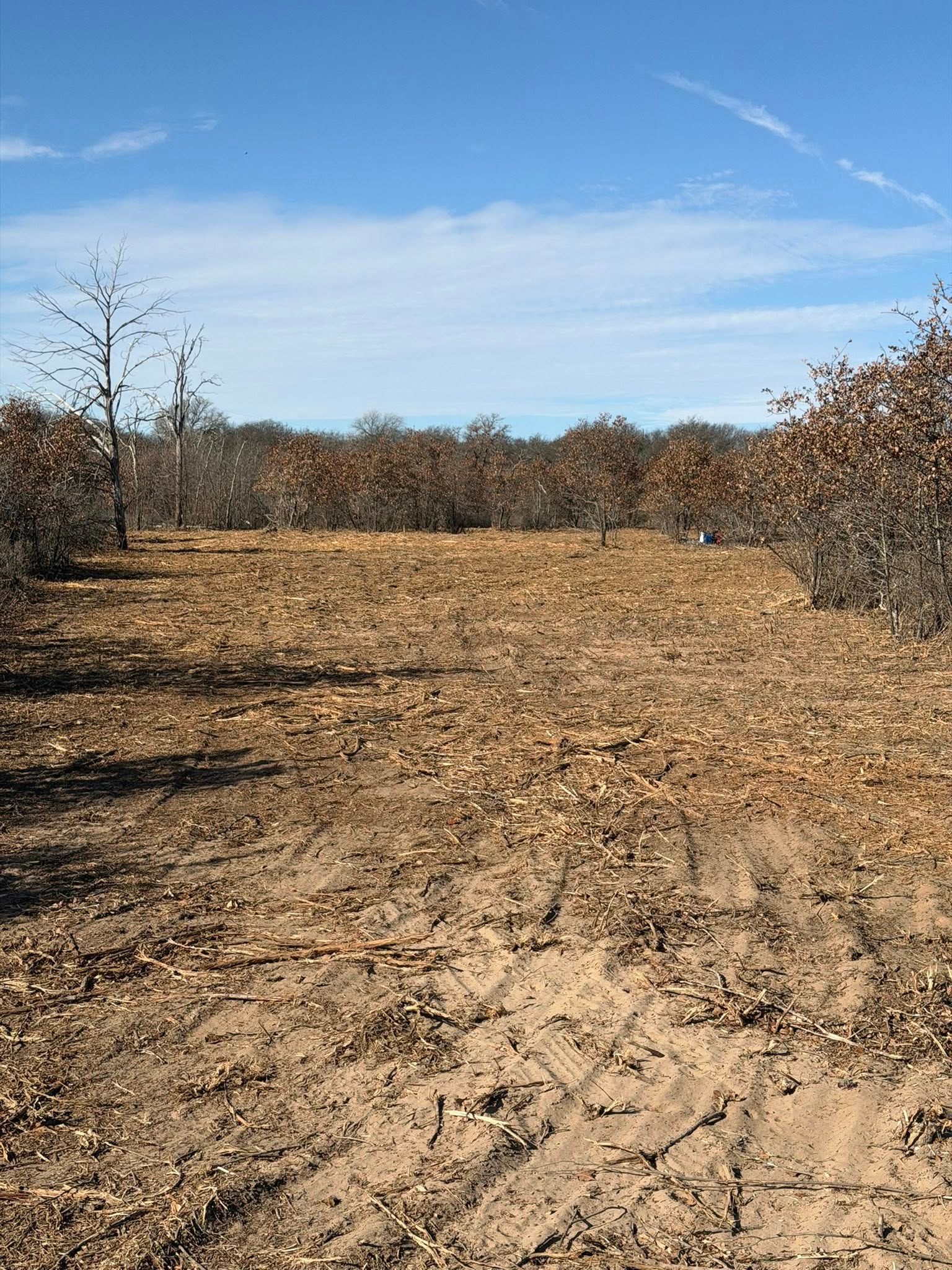 Open field covered in dry leaves and dirt, with leafless trees under a blue sky.