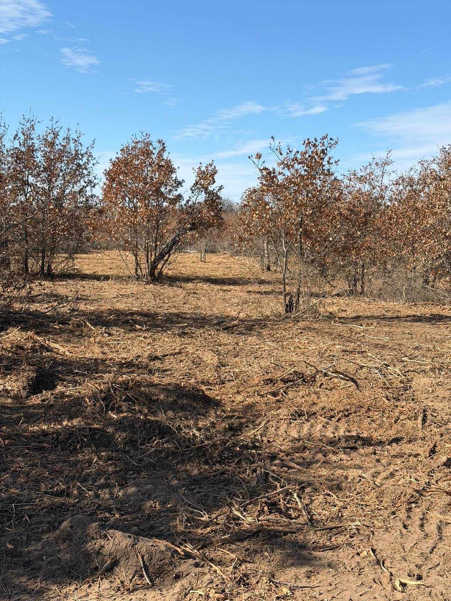 Bare trees with brown leaves and ground cover under a blue sky with some clouds.