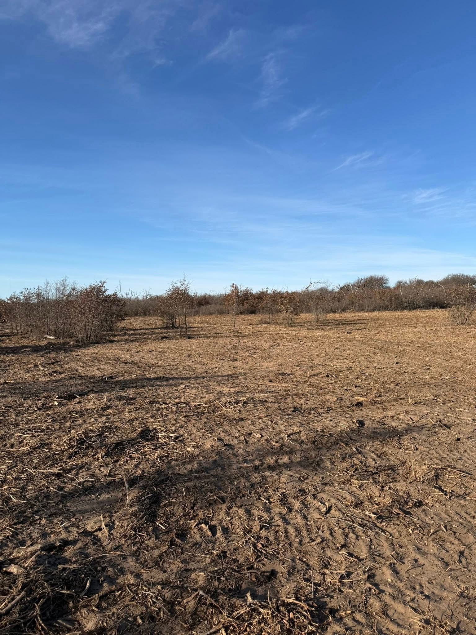 Brown field with scattered bushes under a bright blue sky.