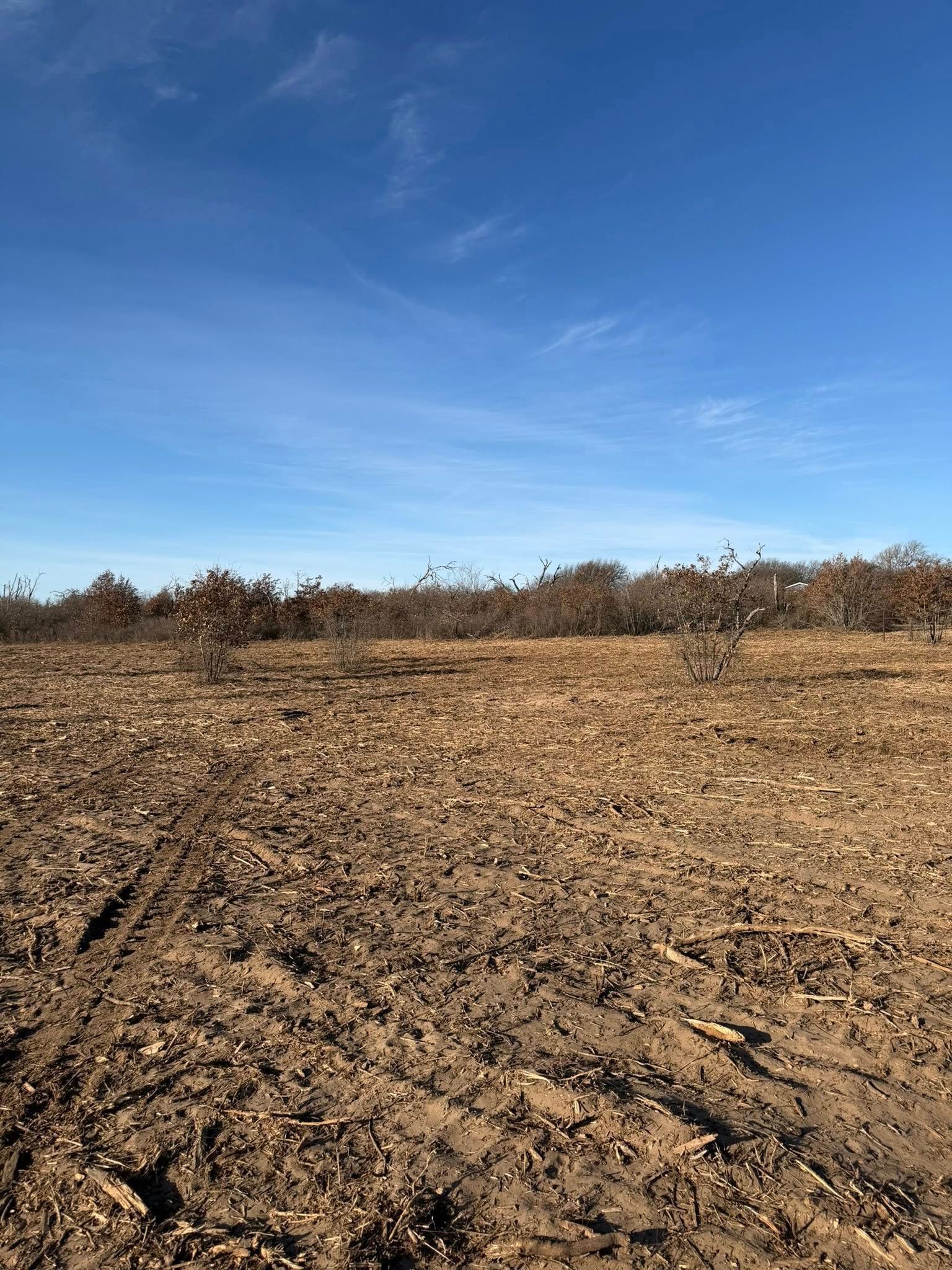 A harvested field with brown ground and a line of bare trees under a blue sky.