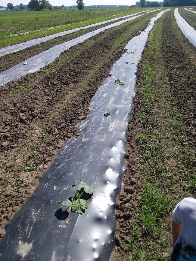 Rows of plants growing in a field covered in plastic