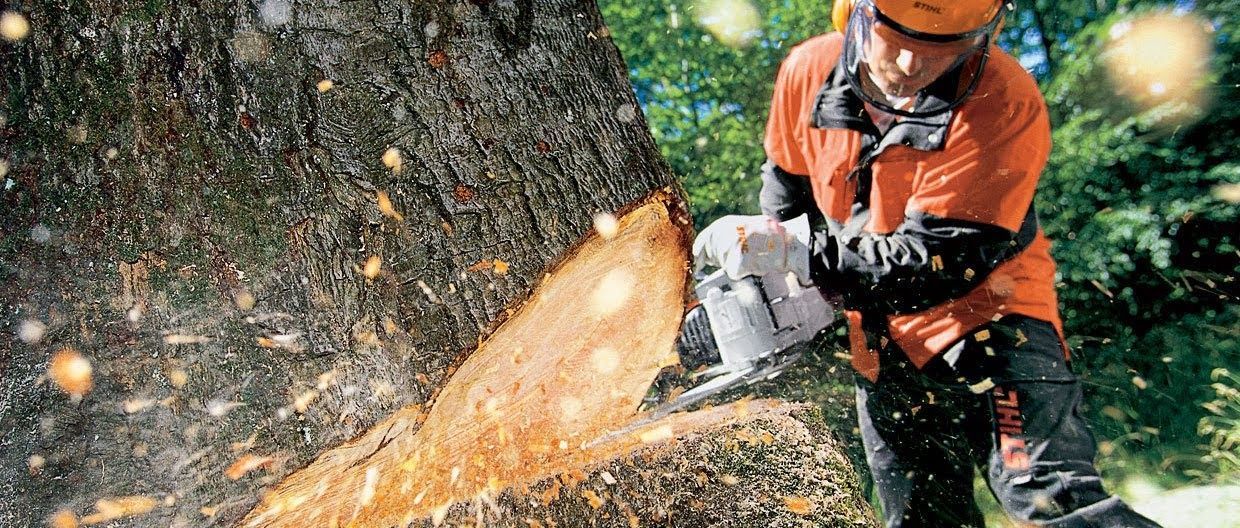 A person in orange protective gear uses a chainsaw to cut a tree. Sawdust flies.