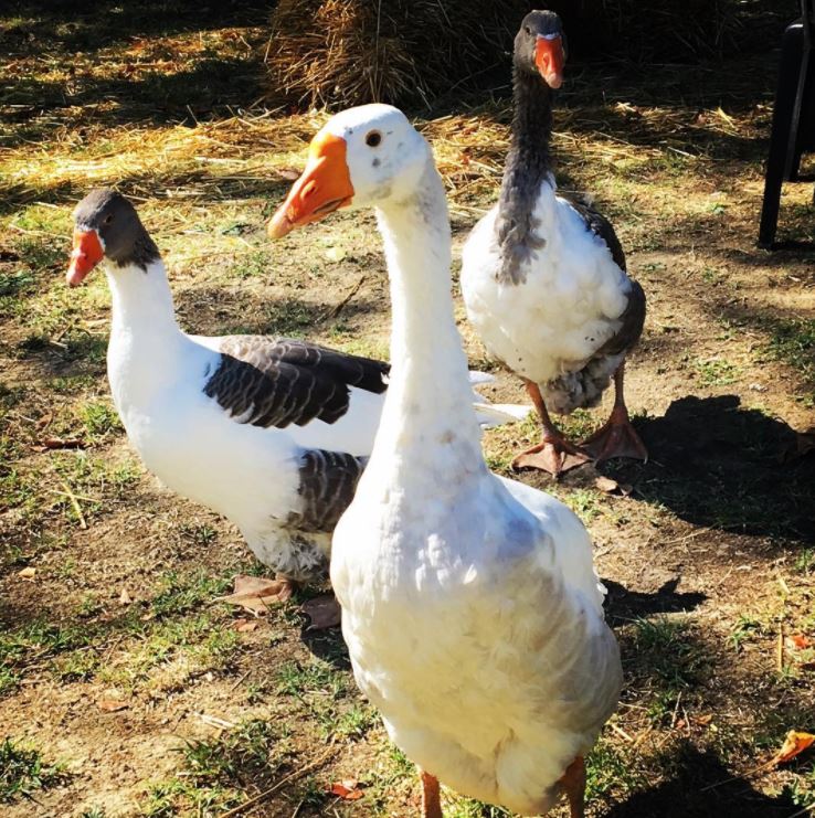 ristorante carosello