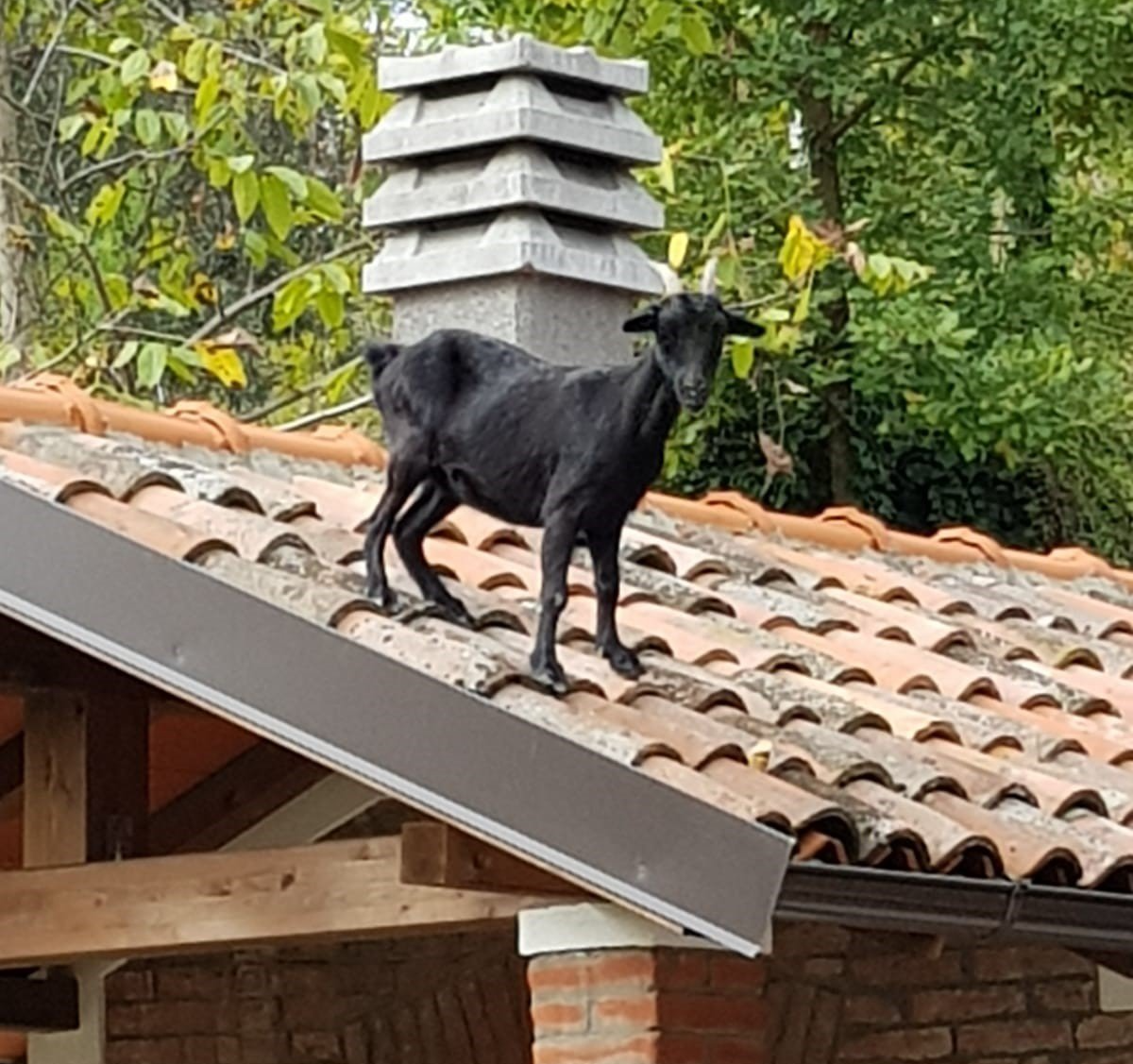 ristorante carosello