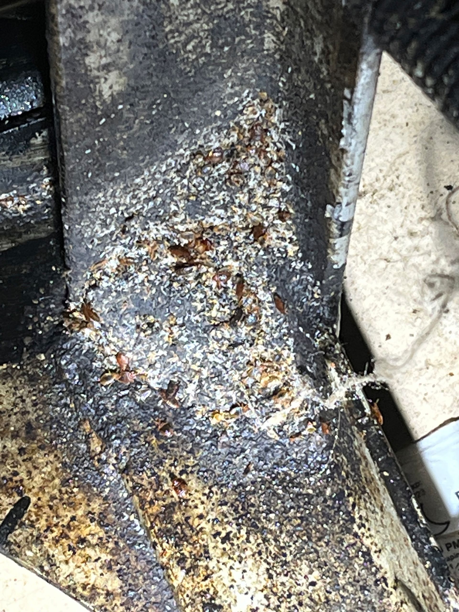 View of Clark Pest - Trusted Pest Control in California and Nevada