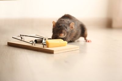 The Better Mousetrap & Rodent Trap Made By Intruder - Major Rat Fail 