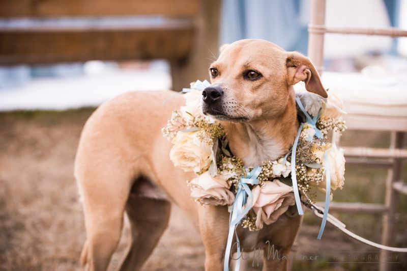 A dog wearing a flower crown is walking down the aisle at a wedding.