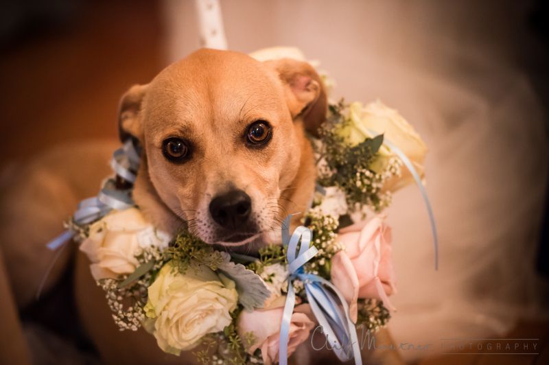 A small dog is holding a bouquet of flowers.