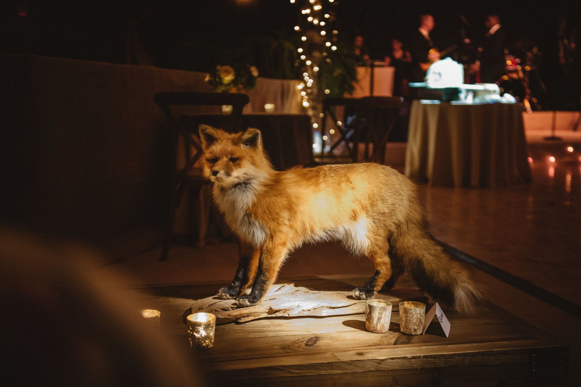 A stuffed fox is standing on a wooden table in a dark room.
