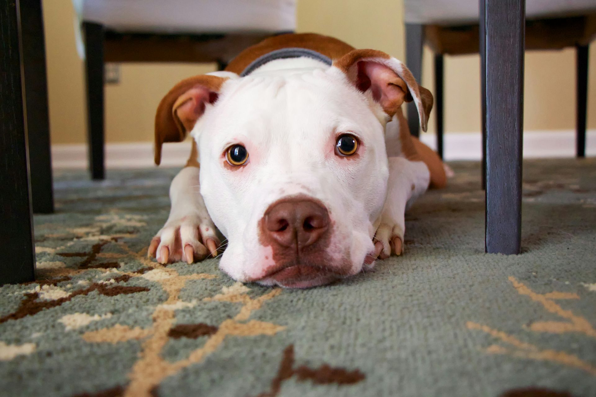 A white and brown dog is laying on the floor under a table.