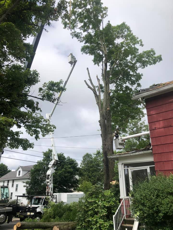 Tree Branch Removal — Curwensville, PA — Arbor Pros, LLC