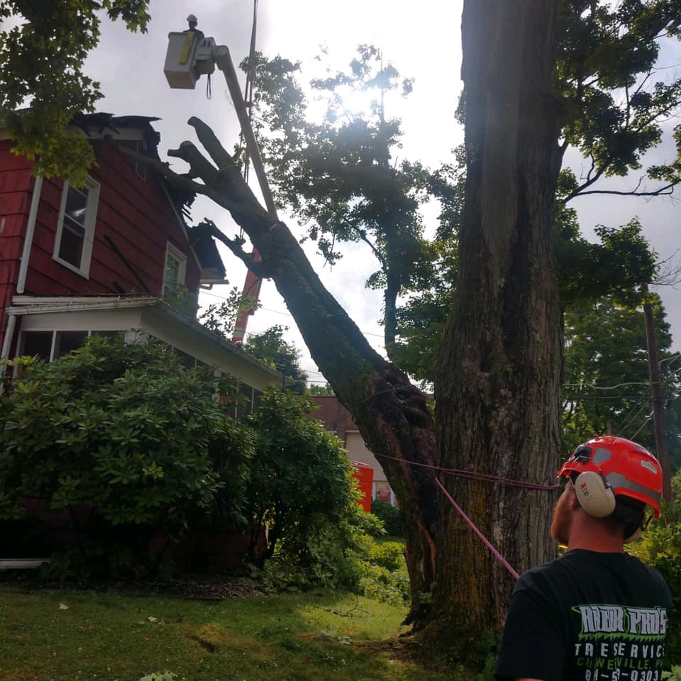 Damaged Trees — Man Removing the Tree in Curwensville, PA
