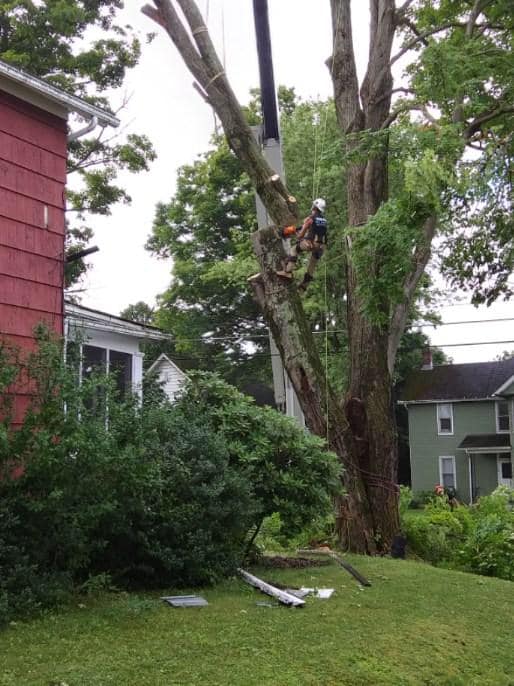 Man Removing the Tree Branches — Curwensville, PA — Arbor Pros, LLC