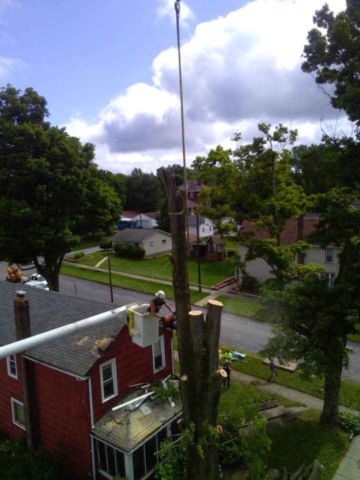 Man Cutting Trees Using an Chainsaw — Curwensville, PA — Arbor Pros, LLC