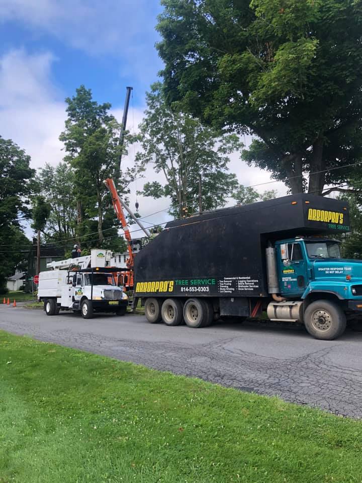 Restorative Trimming — Arbor Pros, LLC Trucks in Curwensville, PA