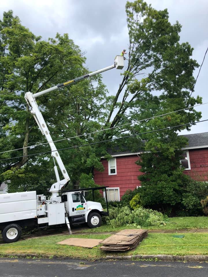 Debris Removal — Man Checking the Damaged Tree in Curwensville, PA