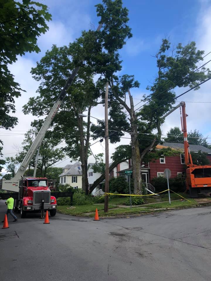 Contractor Removing Trees — Curwensville, PA — Arbor Pros, LLC