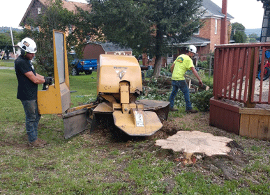 Stump Grinding — Stump Grinding Service in Curwensville, PA