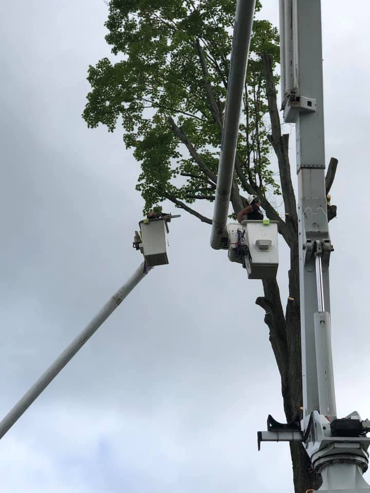 Natural Disaster Cleanup — Man Trimming the Tree in Curwensville, PA