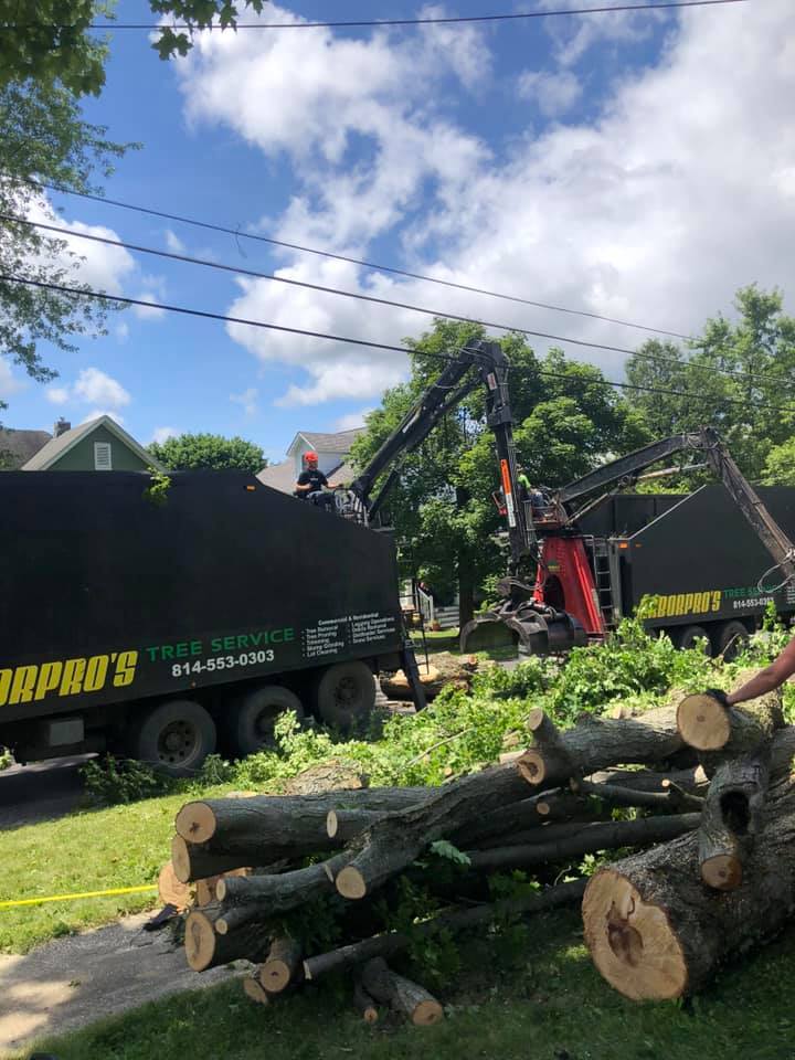 Residential Tree Service — Residential Tree Removal in Curwensville, PA